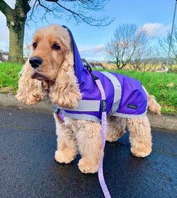 Purple Waterproof Dog Coat